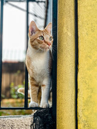 Portrait of cat looking away