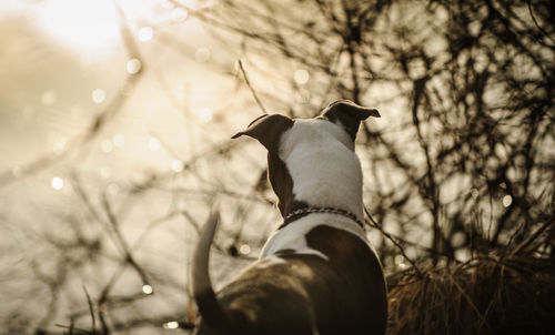 Close-up of dog standing at lakeshore