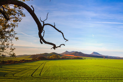 Scenic view of agricultural field against sky