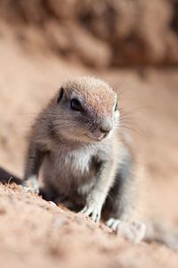 Close-up of prairie dog