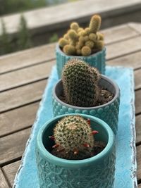 High angle view of succulent plant on table