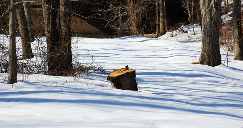 Bare tree on snow covered field