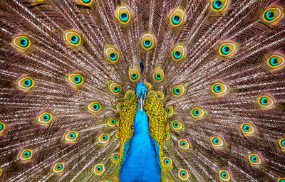 Front view close-up of peacock