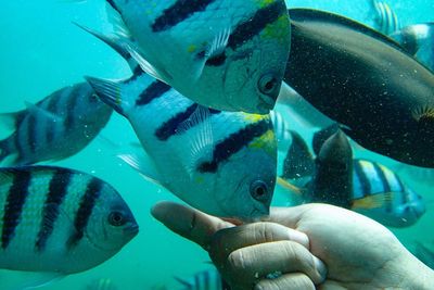 Close-up of fish swimming in aquarium