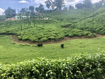 Scenic view of agricultural field