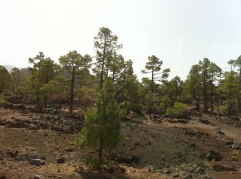 Scenic view of landscape against clear sky