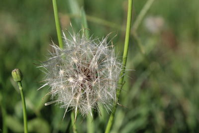 Close-up of flower against blurred background