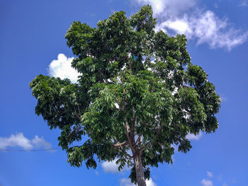 Low angle view of tree against blue sky