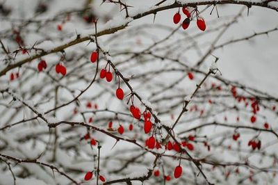 Close-up of branches on branch