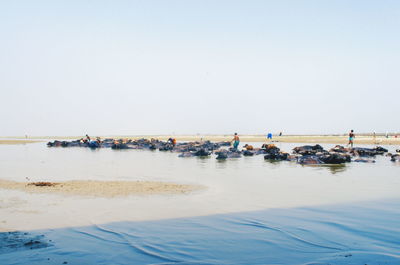 People on beach against clear sky