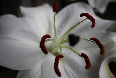 Close-up of white flower