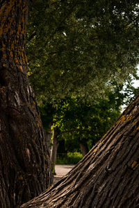 Trees growing in forest