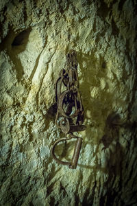 Close-up view of snake