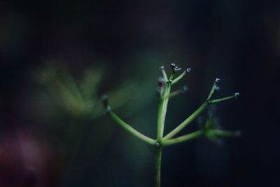 Close-up of green plant