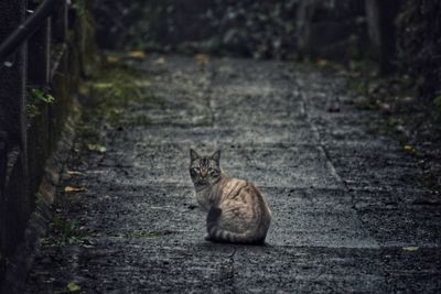 Cat sitting on footpath