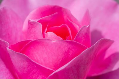 Close-up of pink rose