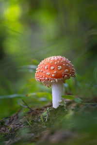 A beautiful fly agaric mushroom growing in the forest during early autumn. natural woodland scenery.