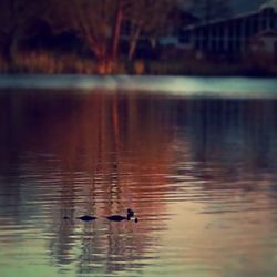 Bird flying over lake