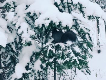 Low angle view of snow on tree against sky