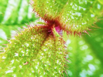 Close-up of green leaves