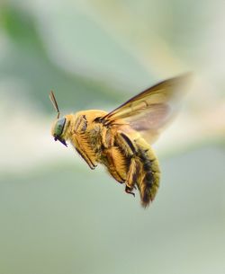 Close-up of bee flying