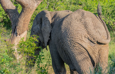 Elephant in the nature reserve hluhluwe national park south africa