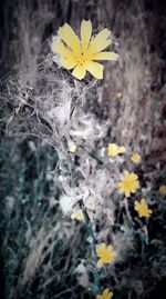 Close-up of yellow flowers blooming outdoors