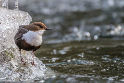 Close-up of bird perching on a lake