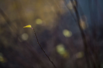 Close-up of yellow flower against blurred background