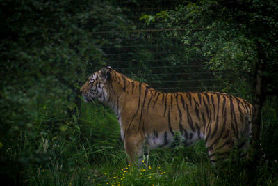 Cat standing in a forest