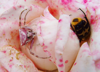 Close-up of bee on pink flower