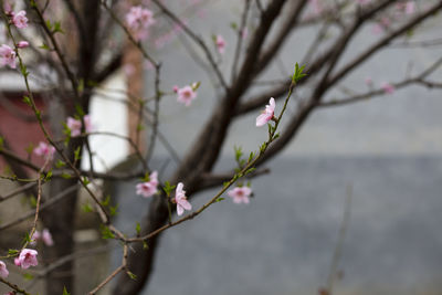 Close-up of pink cherry blossom on tree