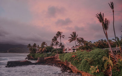 Palm trees on beach against sky during sunset