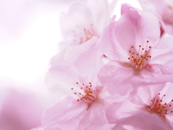 Close-up of pink flower