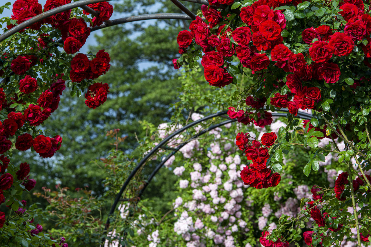 CLOSE-UP OF RED FLOWERING PLANT