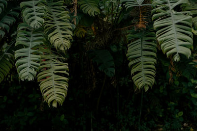 Close-up of plants