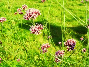 Pink flowers blooming on field