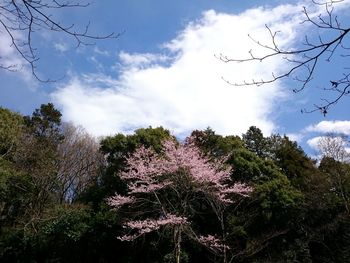 Low angle view of trees against cloudy sky