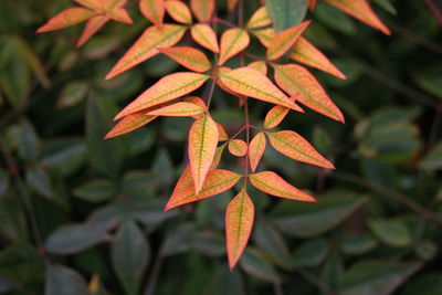 Close-up of orange leaves on plant