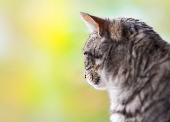 Close-up of a cat looking away