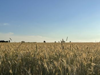 Scenic view of wheat field against sky