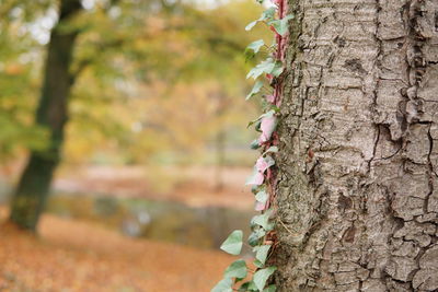 Close-up of flower tree