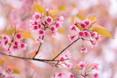 Close-up of pink cherry blossom tree