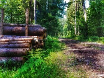 Trees in forest