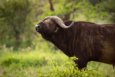 Cape buffalo by tree on grassy field