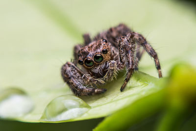 Close-up of spider