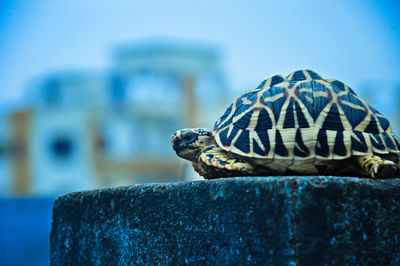 Close-up of a turtle on rock