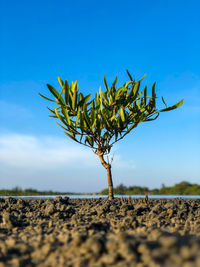 Close-up of plant on field against blue sky