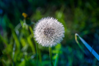 Close-up of dandelion flower on field