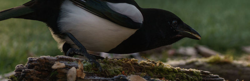 Close-up of a bird